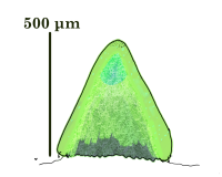 Petrophyta.png