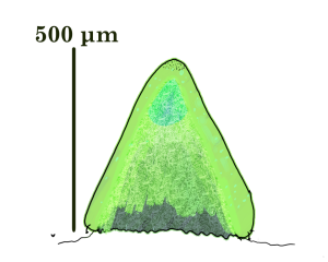 Petrophyta.png