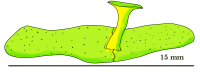 Mantonecta.png