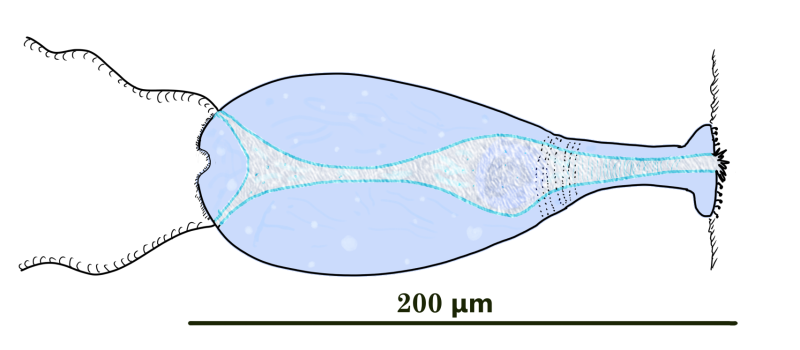 File:Peliphyla het.png