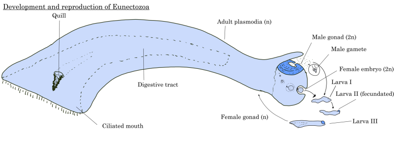 File:Nectozoa schema.png