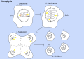 Thumbnail for version as of 16:53, 27 October 2026