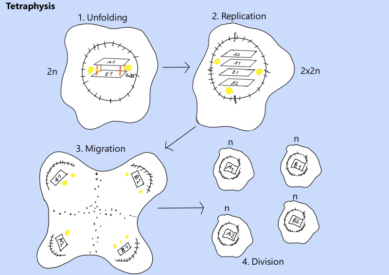 File:Tetraphysis.png