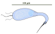 Sarcophyla.png