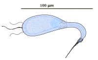 Sarcophyla.png