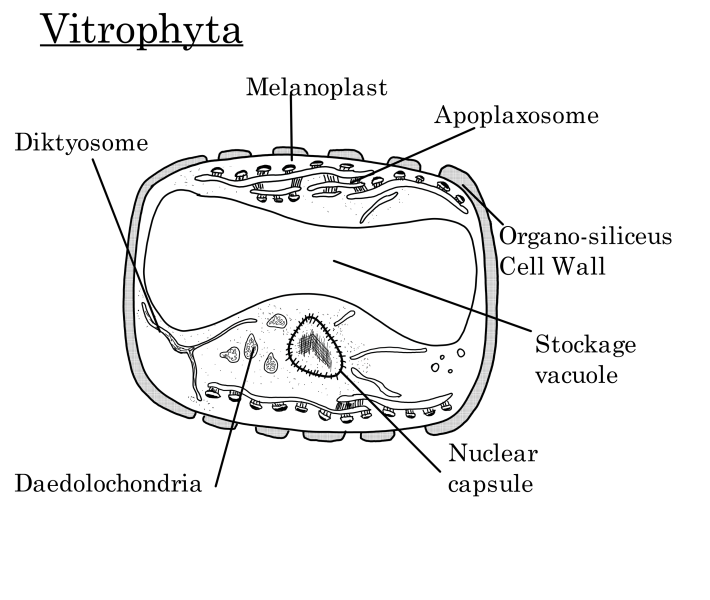 File:Vitrophyta.png