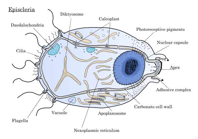 Episcleria.png