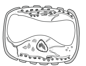 Vitrophyta noleg.png