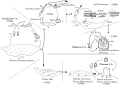 Thumbnail for version as of 21:11, 29 October 2026