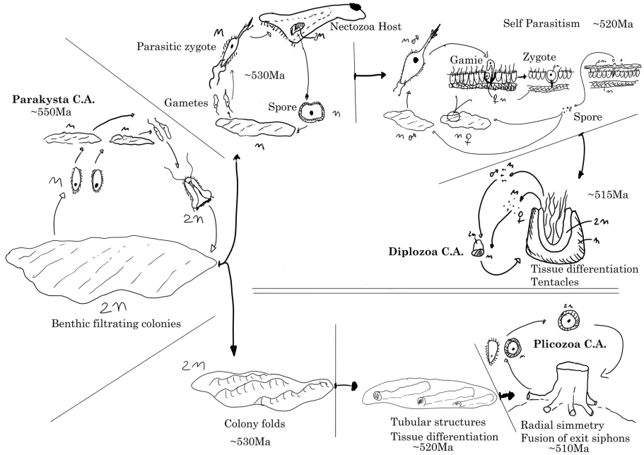 PlicozoaDiplozoa evo.png